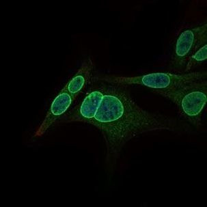 GCNF Antibody in Immunocytochemistry (ICC/IF)