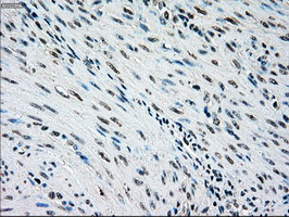 NRBP1 Antibody in Immunohistochemistry (Paraffin) (IHC (P))