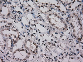 NRBP1 Antibody in Immunohistochemistry (Paraffin) (IHC (P))