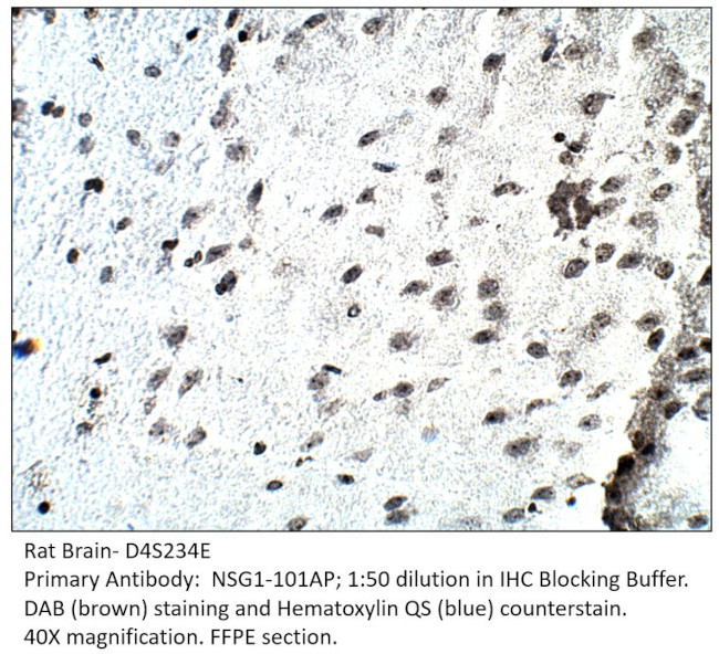 D4S234E Antibody in Immunohistochemistry (IHC)