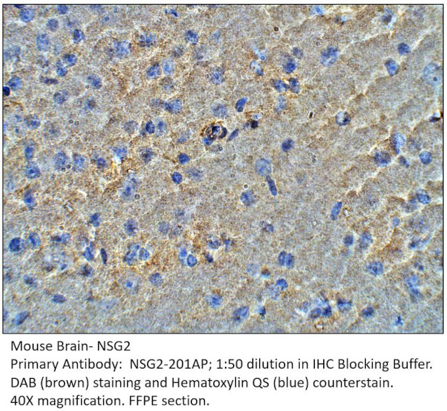 NSG2 Antibody in Immunohistochemistry (IHC)