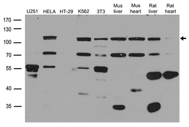 NTRK1 Antibody in Western Blot (WB)