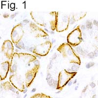 NTSR2 Antibody in Immunohistochemistry (Paraffin) (IHC (P))