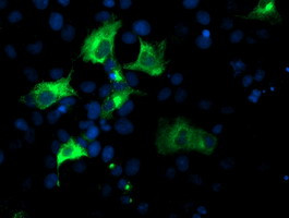 NUCB1 Antibody in Immunocytochemistry (ICC/IF)