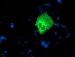 NUCB1 Antibody in Immunocytochemistry (ICC/IF)