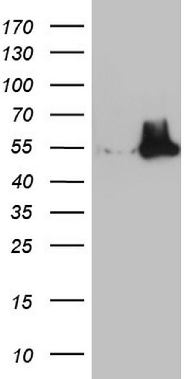 NUDT12 Antibody in Western Blot (WB)