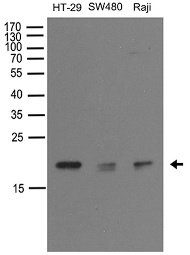 NUDT15 Antibody in Western Blot (WB)