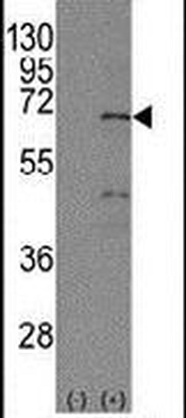 NR4A1 Antibody in Western Blot (WB)