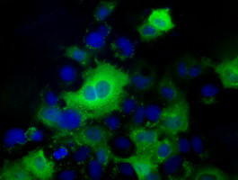 NXNL2 Antibody in Immunocytochemistry (ICC/IF)