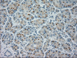 NeuroG3 Antibody in Immunohistochemistry (Paraffin) (IHC (P))