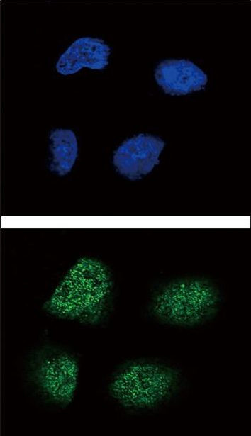 NeuroG3 Antibody in Immunocytochemistry (ICC/IF)