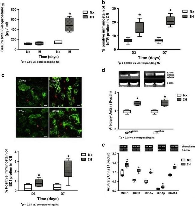 Nitrotyrosine Antibody in Immunohistochemistry (Paraffin) (IHC (P))