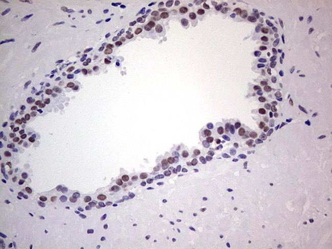 Nkx3.1 Antibody in Immunohistochemistry (Paraffin) (IHC (P))