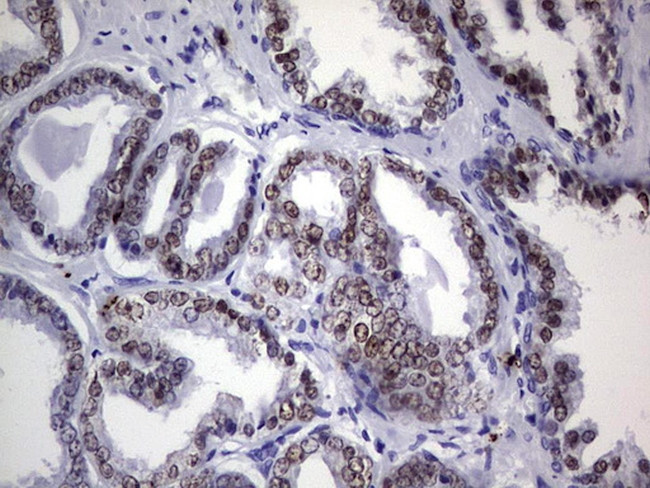 Nkx3.1 Antibody in Immunohistochemistry (Paraffin) (IHC (P))