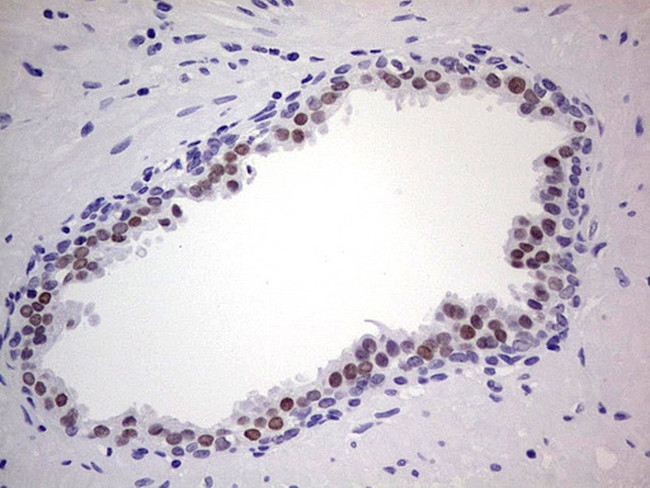 Nkx3.1 Antibody in Immunohistochemistry (Paraffin) (IHC (P))