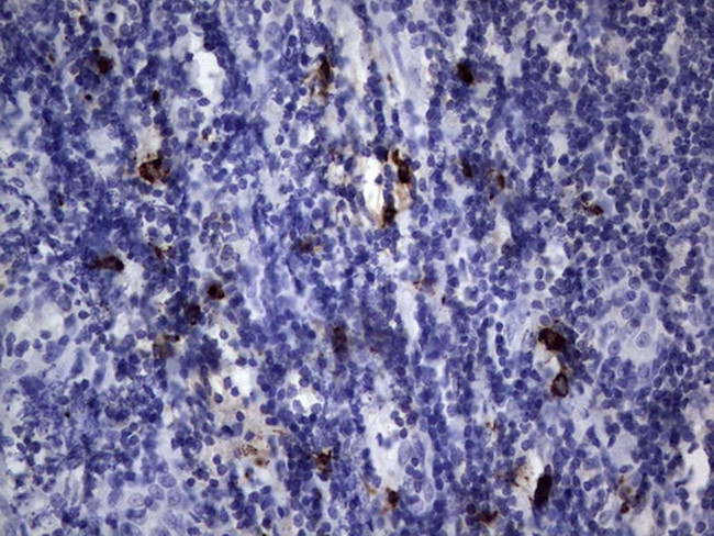 Nkx3.1 Antibody in Immunohistochemistry (Paraffin) (IHC (P))