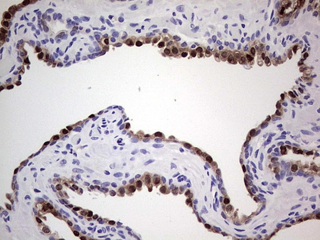 Nkx3.1 Antibody in Immunohistochemistry (Paraffin) (IHC (P))
