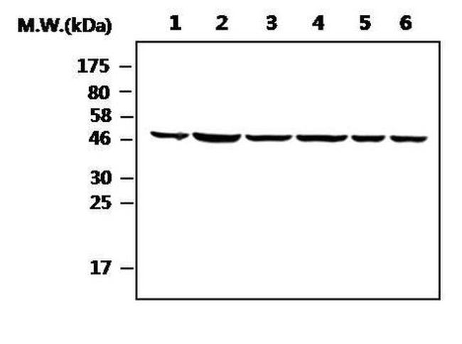 ENO1 Antibody in Western Blot (WB)