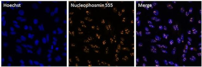 NPM1 Antibody in Immunocytochemistry (ICC/IF)