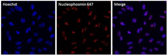 NPM1 Antibody in Immunocytochemistry (ICC/IF)