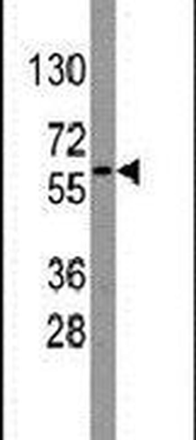 Nucleostemin Antibody in Western Blot (WB)