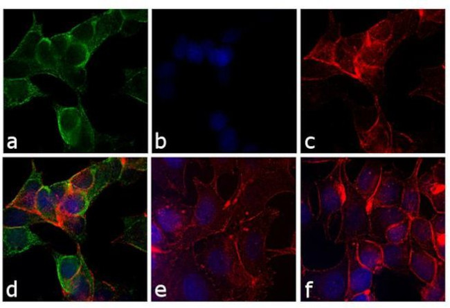 Mouse IgG (H+L) Secondary Antibody in Immunocytochemistry (ICC/IF)