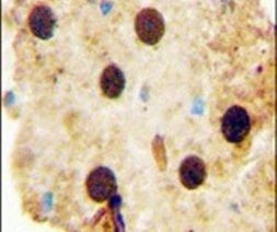 OAZ2 Antibody in Immunohistochemistry (IHC)