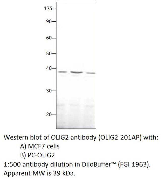 Olig2 Antibody in Western Blot (WB)