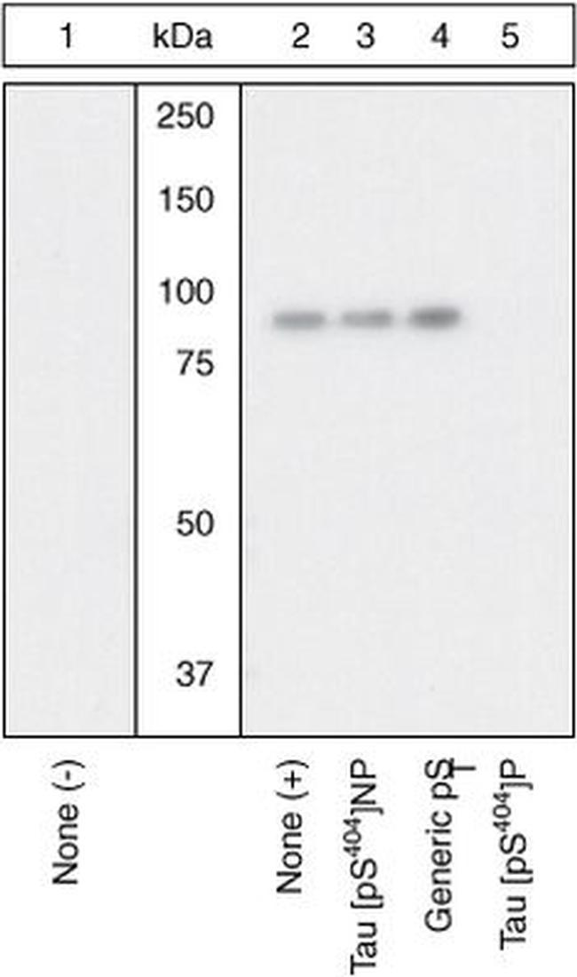Phospho-Tau (Ser404) Antibody in Western Blot (WB)