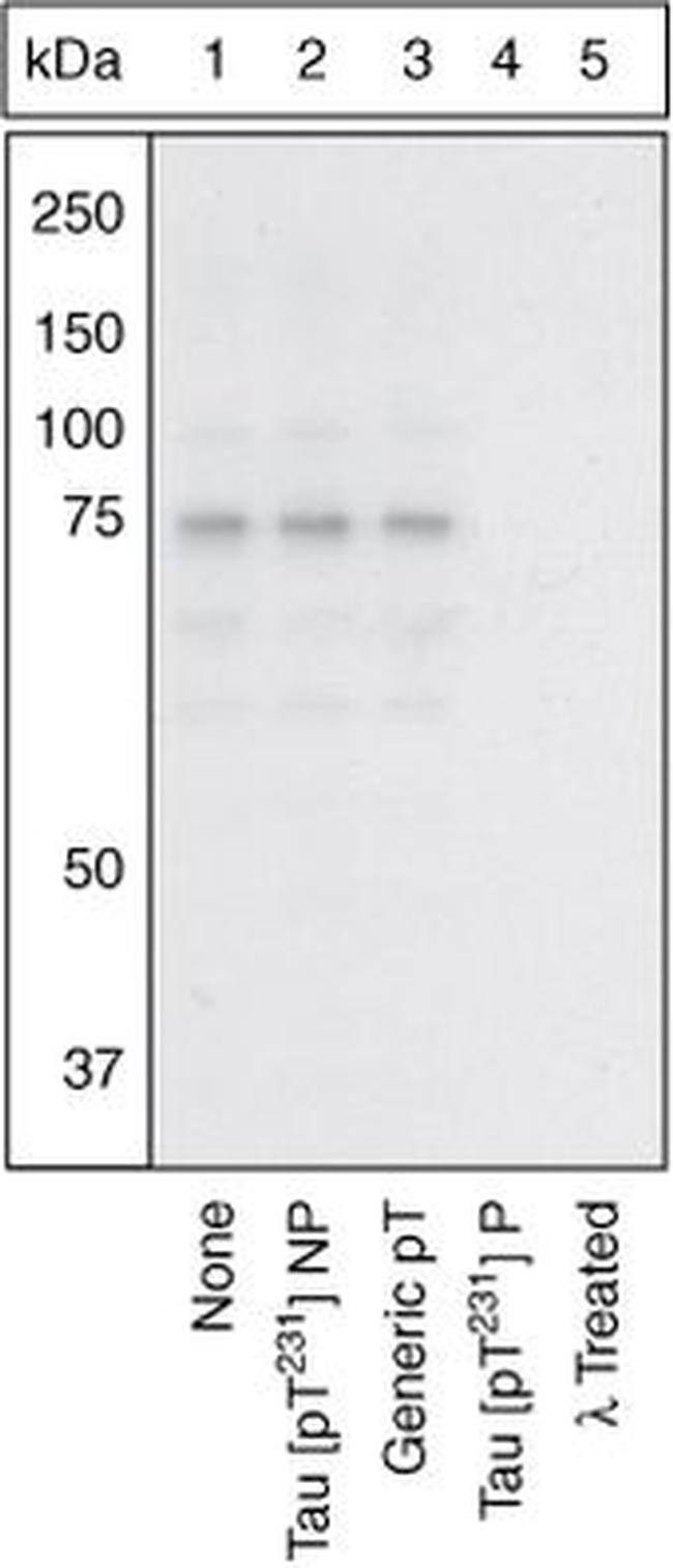 Phospho-Tau (Thr231) Antibody in Western Blot (WB)