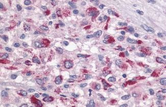 TAAR1 Antibody in Immunohistochemistry (Paraffin) (IHC (P))