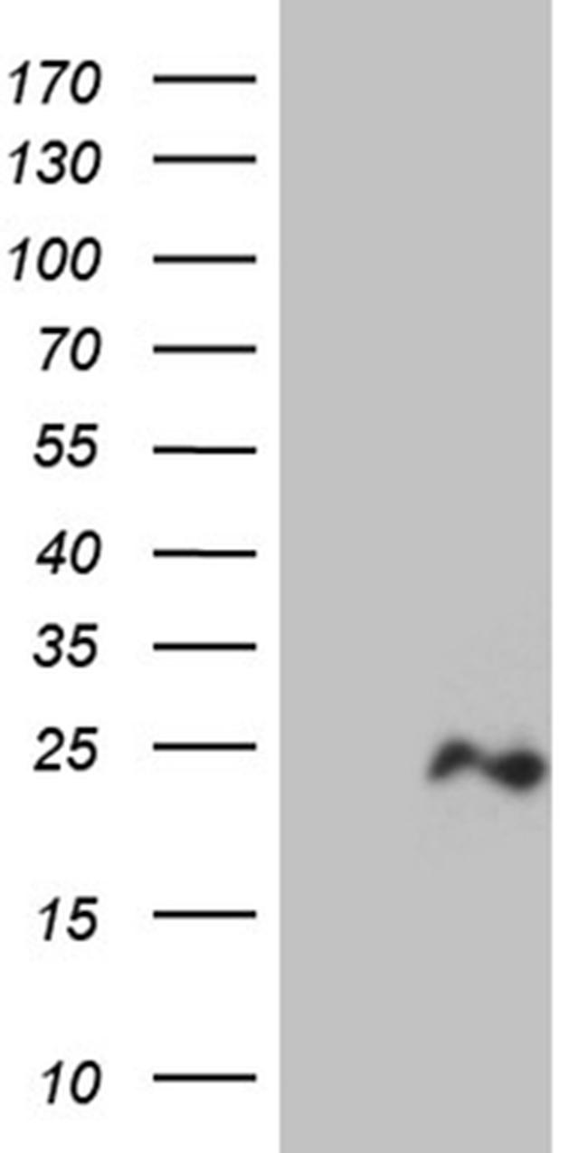 OPA3 Antibody in Western Blot (WB)