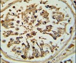 OPLAH Antibody in Immunohistochemistry (IHC)