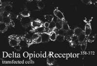 OPRD1 Antibody in Immunocytochemistry (ICC/IF)