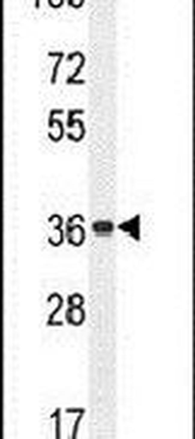 OR4A47 Antibody in Western Blot (WB)