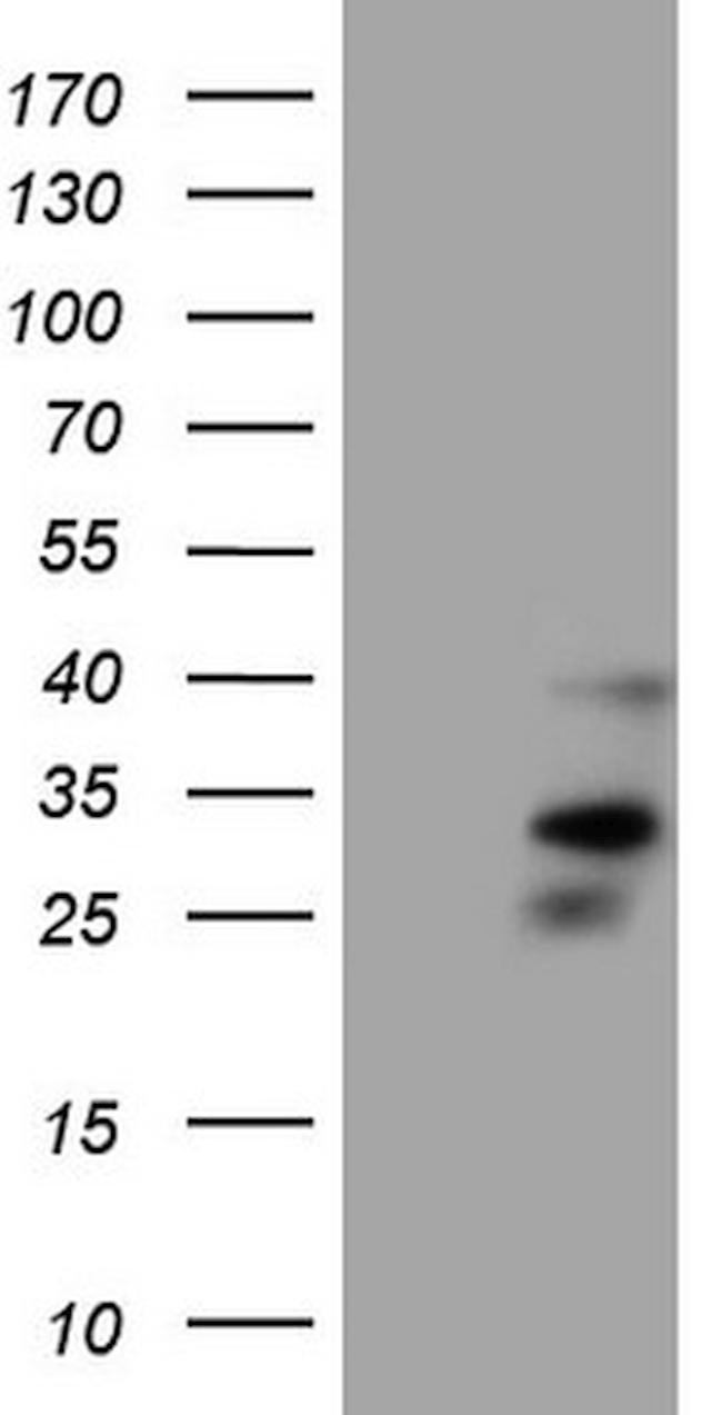 ORAI2 Antibody in Western Blot (WB)