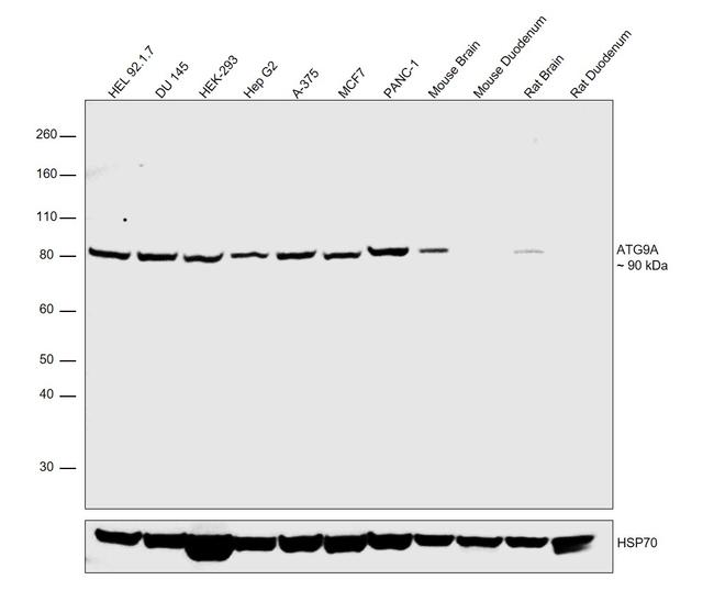 ATG9A Antibody in Western Blot (WB)