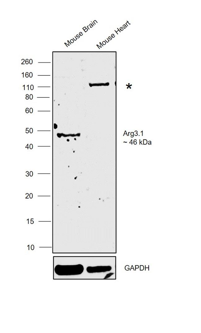 Arg3.1 Antibody in Western Blot (WB)