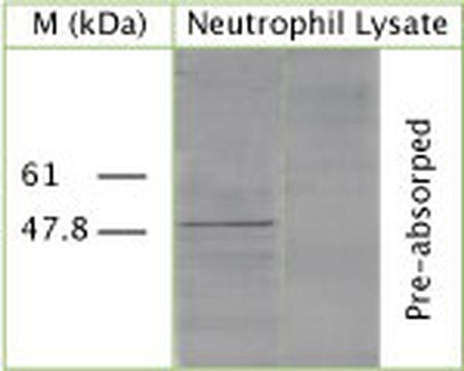 ATG4B Antibody in Western Blot (WB)