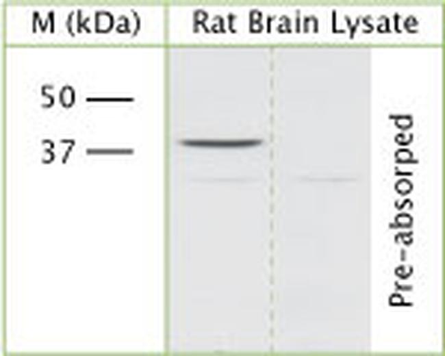 Actin Antibody in Western Blot (WB)