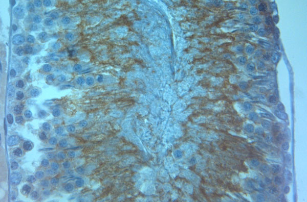 AQP8 Antibody in Immunohistochemistry (Paraffin) (IHC (P))