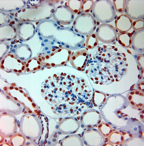AQP12 Antibody in Immunohistochemistry (Paraffin) (IHC (P))