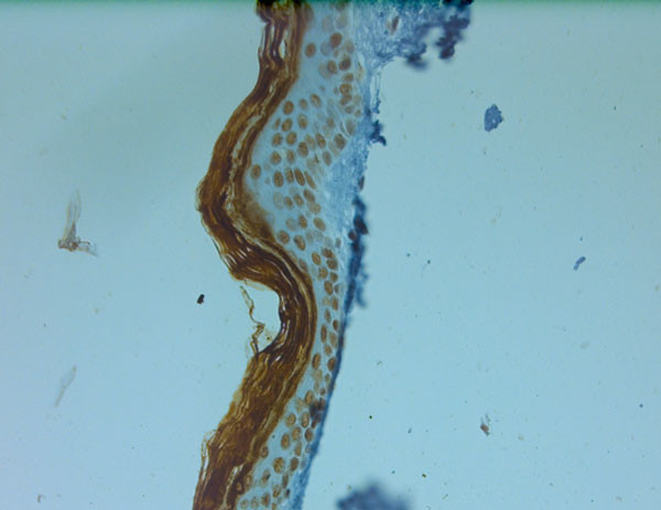 AQP0 Antibody in Immunohistochemistry (Paraffin) (IHC (P))
