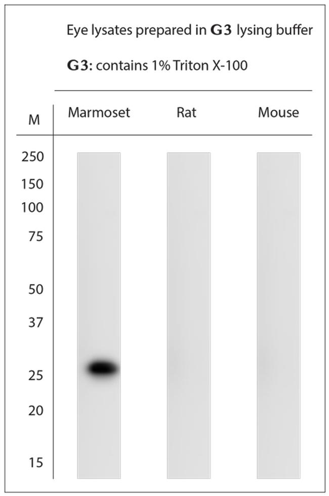 AQP0 Antibody in Western Blot (WB)