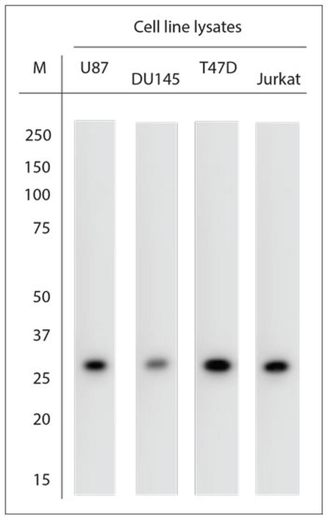 AQP12 A/B Antibody in Western Blot (WB)