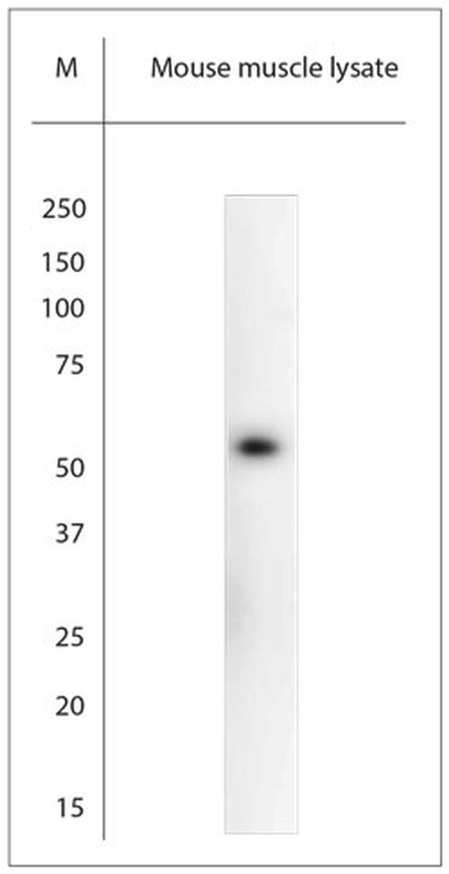ASIC3 Antibody in Western Blot (WB)