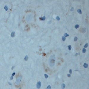 Contactin 2 Antibody in Immunohistochemistry (Paraffin) (IHC (P))