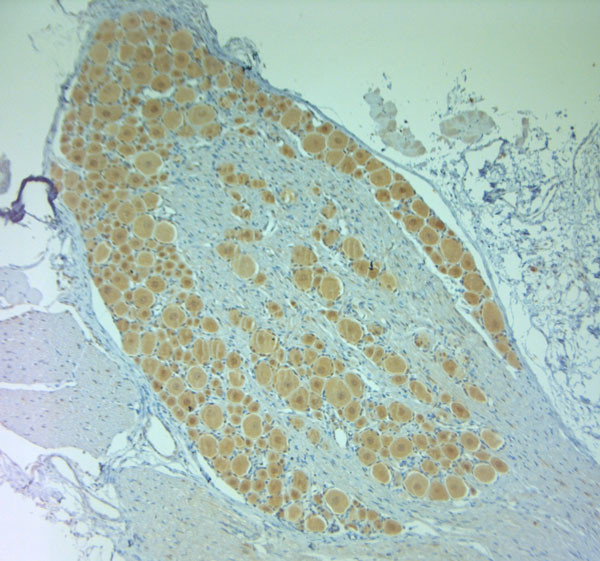 Contactin 3 Antibody in Immunohistochemistry (Paraffin) (IHC (P))