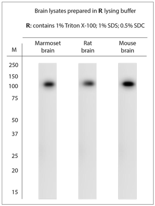 Contactin 6 Antibody in Western Blot (WB)