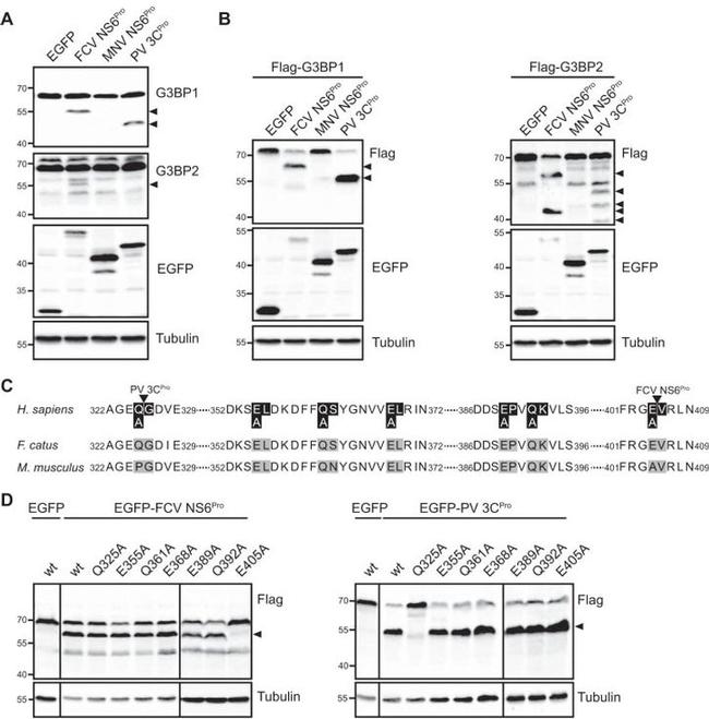 eGFP Antibody in Western Blot (WB)